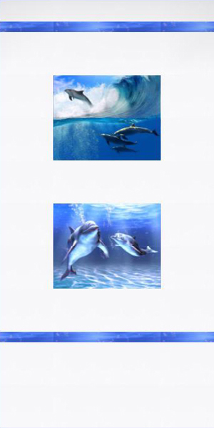 Дельфин колорс